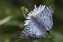 Blue Metalmark - Hodges#4397 - photo 5
