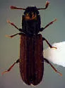 Lasconotus fitzgibbonae