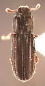 Lasconotus laqueatus