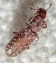 Lasconotus nucleatus - photo 2