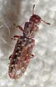 Lasconotus nucleatus - photo 3