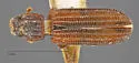 Lasconotus servus - photo 2