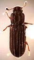 Lasconotus tuberculatus