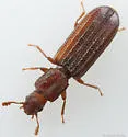 Lasconotus vegrandis