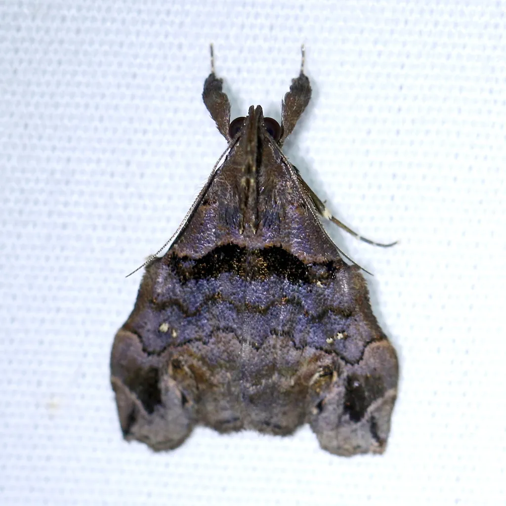 Lascoria alucitalis - Hodges#8395 - photo 2