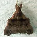 Lascoria orneodalis - Hodges#8396