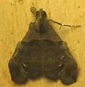 Lascoria orneodalis - Hodges#8396 - photo 2