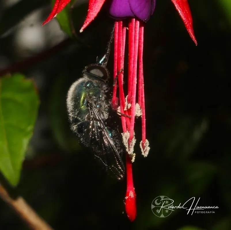 Lasia nigritarsis - photo 2