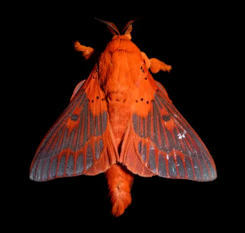 Tent Caterpillar and Lappet Moths - photo 3