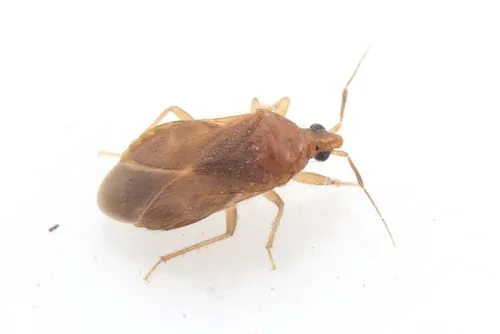 Lasiochilid Pirate Bugs - photo 3