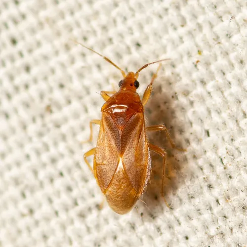 Lasiochilus pallidulus - photo 2