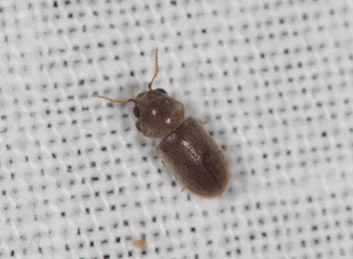 Lasioderma baudii