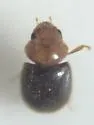 Lasioderma falli - photo 2