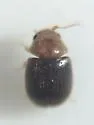 Lasioderma falli - photo 3