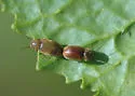 Lasioderma haemorrhoidale