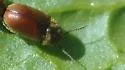 Lasioderma haemorrhoidale - photo 2
