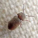 Lasioderma haemorrhoidale - photo 3