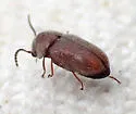 Lasioderma haemorrhoidale - photo 5