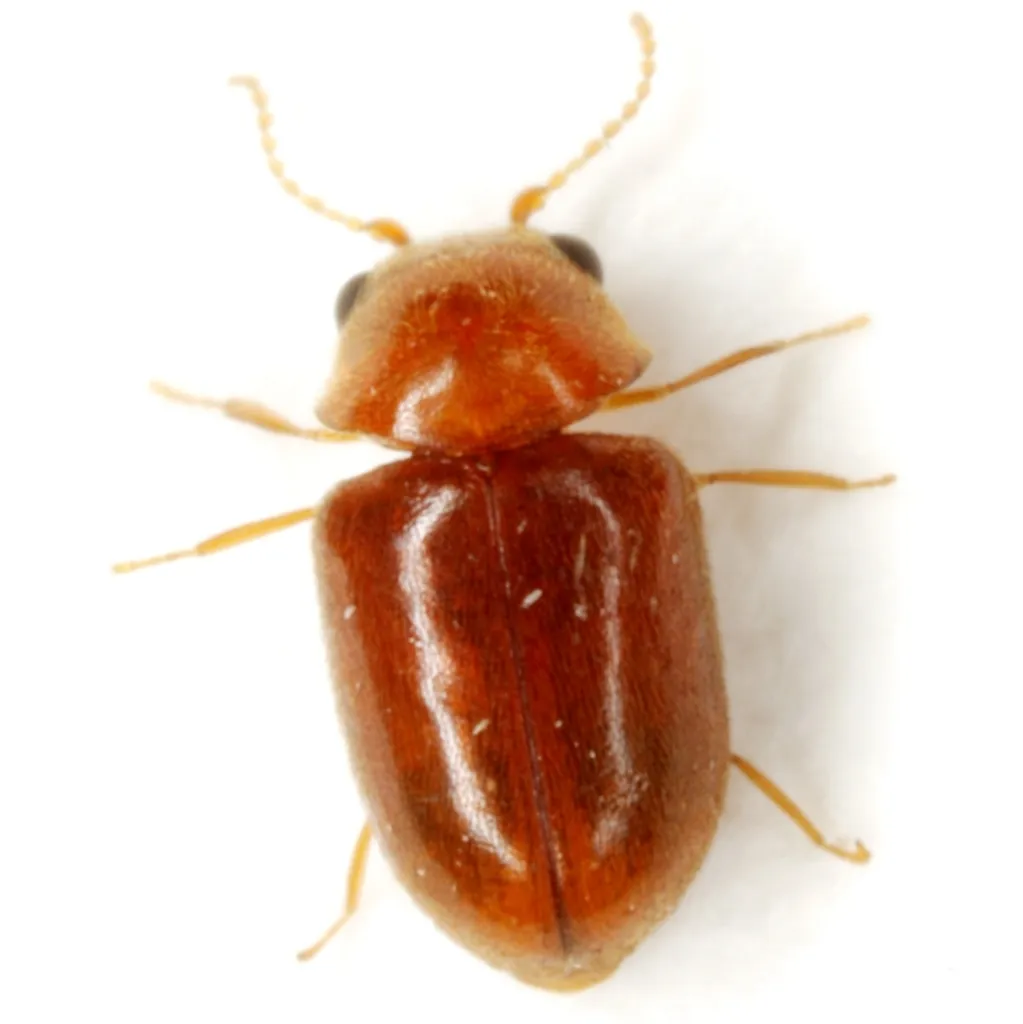 Lasioderma hemiptychoides - photo 2