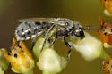 Lasioglossum actinosum