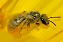 Lasioglossum actinosum - photo 2