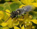 Lasioglossum actinosum - photo 3