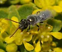 Lasioglossum actinosum - photo 4