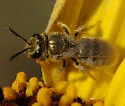 Lasioglossum actinosum - photo 5