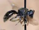 Lasioglossum admirandum