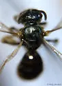 Lasioglossum admirandum - photo 2
