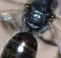 Lasioglossum admirandum - photo 3