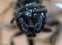 Lasioglossum admirandum - photo 4