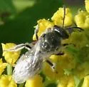 Lasioglossum albipenne