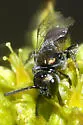 Lasioglossum anomalum