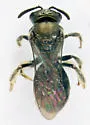 Lasioglossum anomalum - photo 2