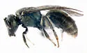 Lasioglossum anomalum - photo 3