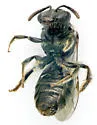 Lasioglossum anomalum - photo 4