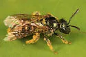 Lasioglossum atwoodi