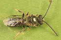 Lasioglossum atwoodi - photo 2