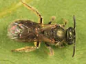 Lasioglossum atwoodi - photo 3