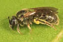 Lasioglossum atwoodi - photo 4