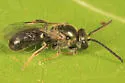 Lasioglossum atwoodi - photo 5