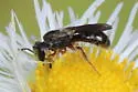 Lasioglossum birkmanni