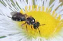 Lasioglossum birkmanni - photo 2