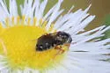 Lasioglossum birkmanni - photo 3