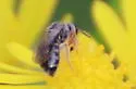 Lasioglossum birkmanni - photo 4