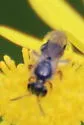 Lasioglossum birkmanni - photo 5