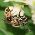 Lasioglossum bruneri