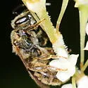 Lasioglossum bruneri - photo 2