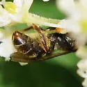 Lasioglossum bruneri - photo 3